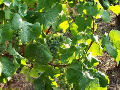 Œuvre de jmboucher: Les raisins du bordelais