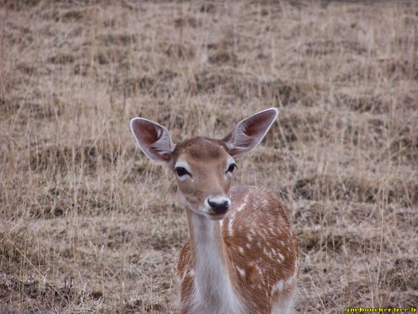Faon au champ
