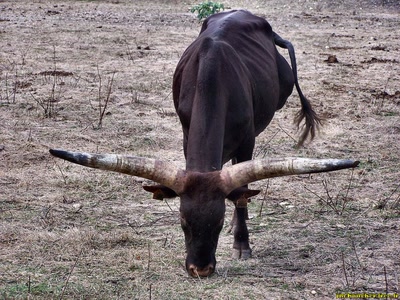 Œuvre de jmboucher: Le Zébu