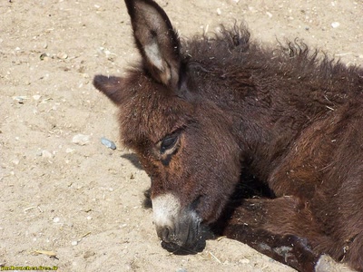 Œuvre de jmboucher: Ane au soleil