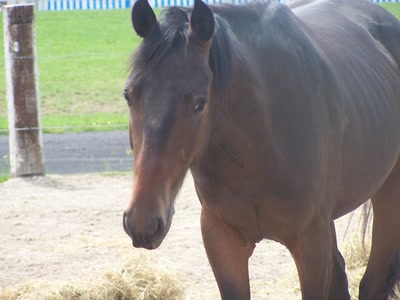 Œuvre de graphia: cheval