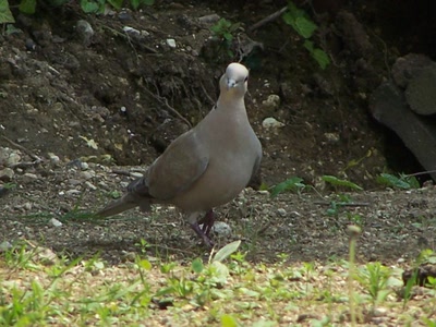Œuvre de graphia: un intrus !!