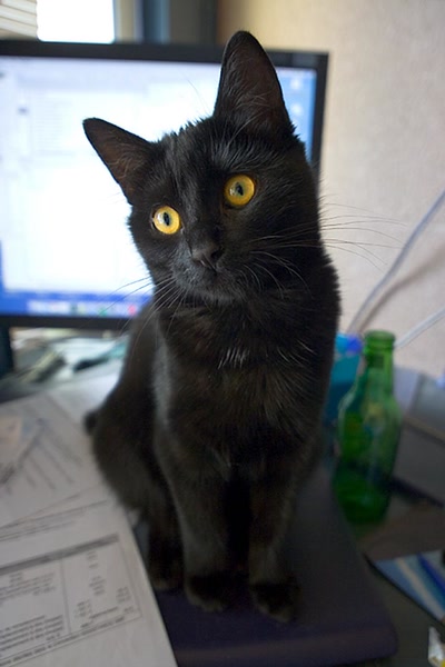 Œuvre de elisabeth34: bouba