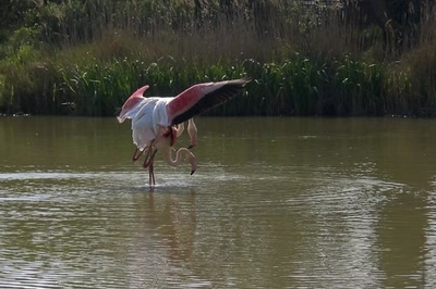 Œuvre de elisabeth34: flamand rose