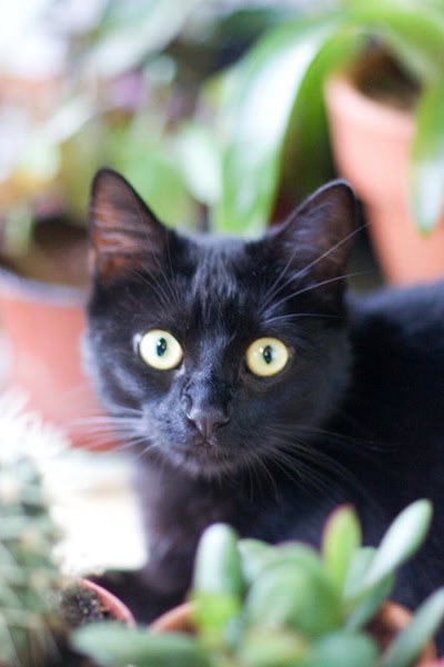 Œuvre de elisabeth34: bouba