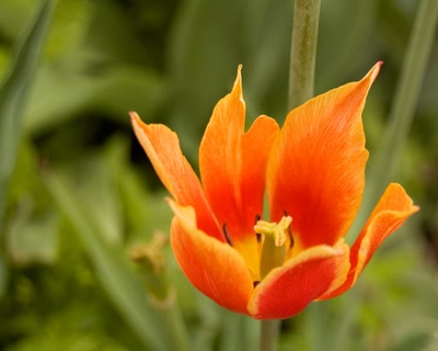 Œuvre de grafxcom: flame flower