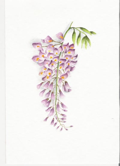 Résultat de recherche: glycine