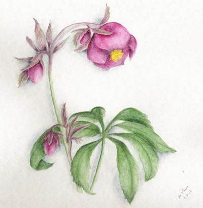 Résultat de recherche: Hellebore