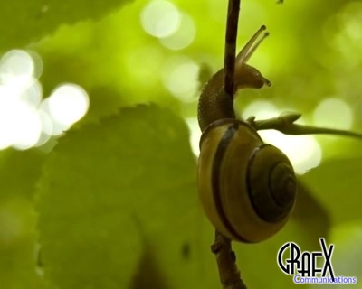 Œuvre de grafxcom: escargot