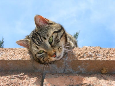 Œuvre de liliruru: Plume