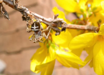 Œuvre de liliruru: Areignée