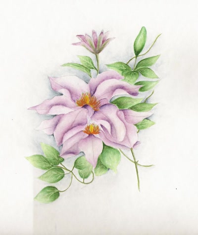 Résultat de recherche: clématites