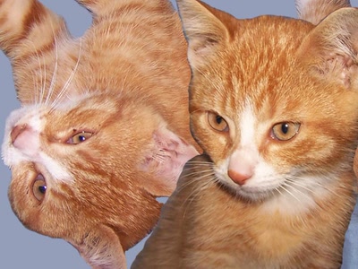 Œuvre de graphia: Abricot