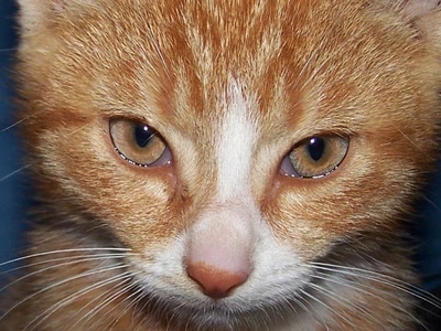 Œuvre de graphia: Abricot