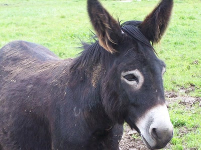 Œuvre de graphia: un ane