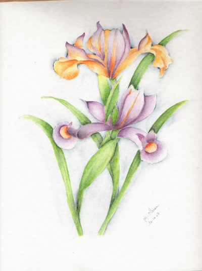 Résultat de recherche: iris