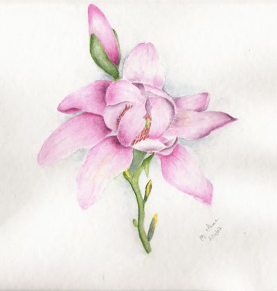 Résultat de recherche: MAGNOLIA