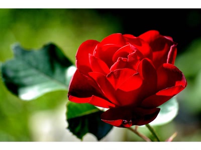 Œuvre de guyjass: rose d'automne