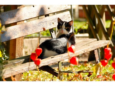 Œuvre de guyjass: chat, animal,nature