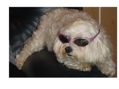 Œuvre de marie: POLNAREFF EST DE RETOUR