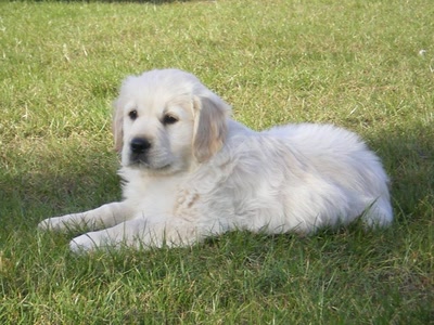 Résultat de recherche: Golden Retriever