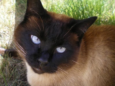 Œuvre de OLiDEL83: Chat