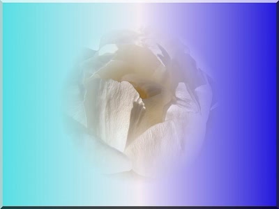 Résultat de recherche: Rose 411c