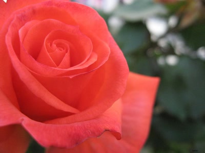 Œuvre de maldini: my house2