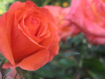 Œuvre de maldini: my house6