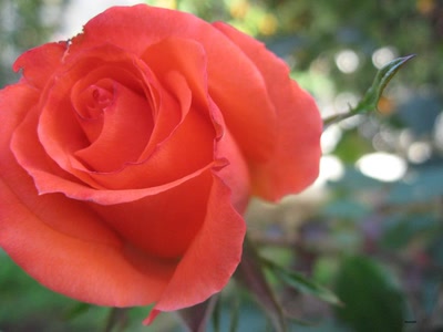 Œuvre de maldini: my house5