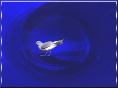 Résultat de recherche: Oiseau 7108b