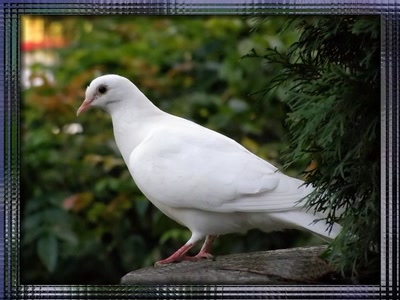 Résultat de recherche: Pigeon