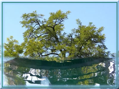 Résultat de recherche: Arbre