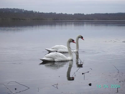 Œuvre de rodolphe65: La vie en couple.