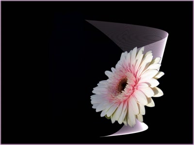 Résultat de recherche: Gerbera