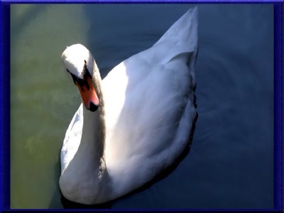 Résultat de recherche: Cygne 2