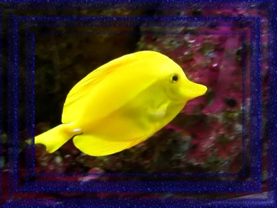 Résultat de recherche: Poisson