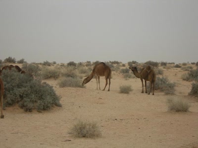 Résultat de recherche: Chameau
