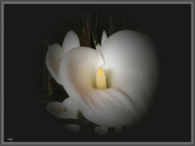 Résultat de recherche: Arum 5