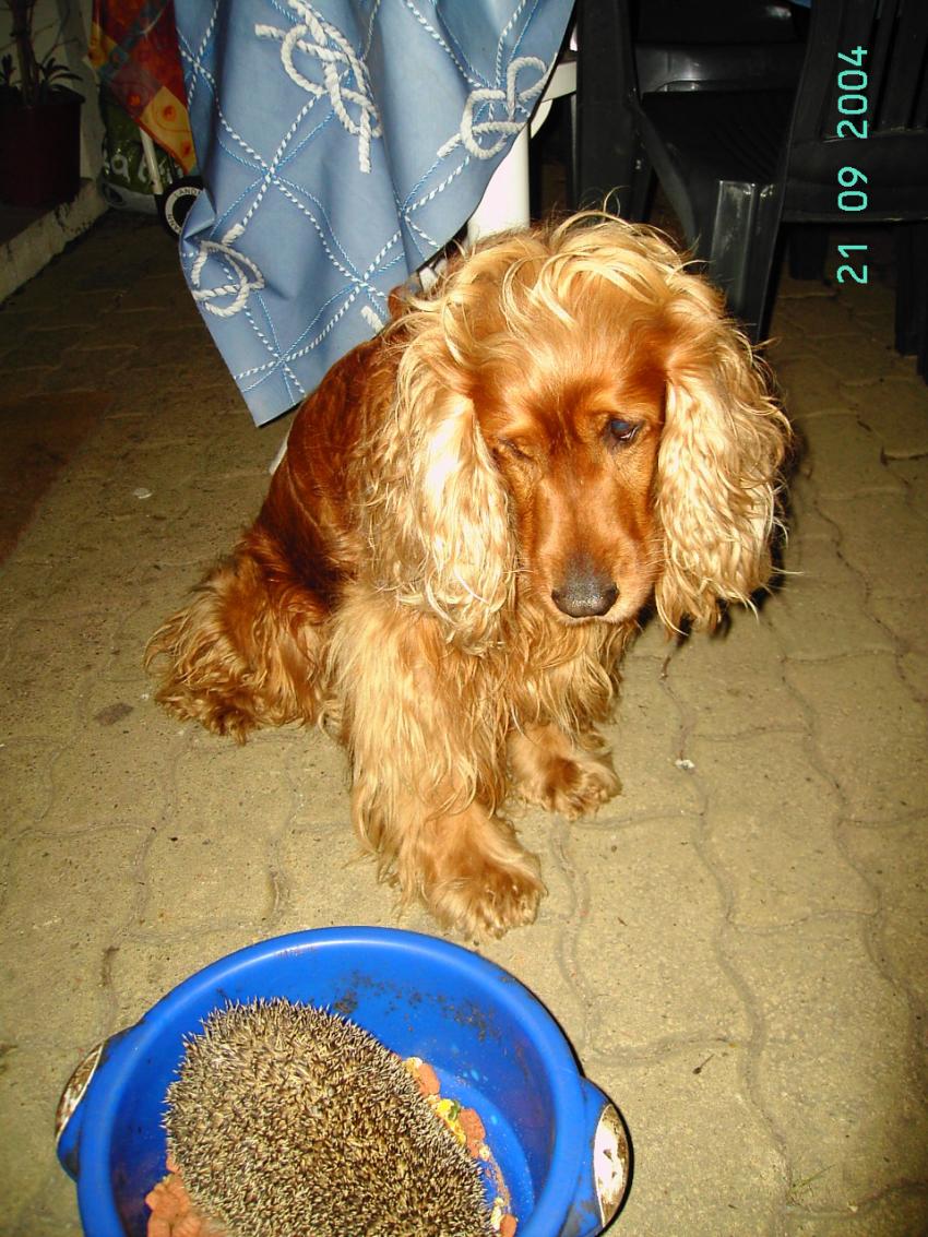 Le chien et L'hérisson