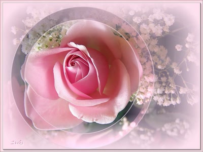 Résultat de recherche: Rose 6308b