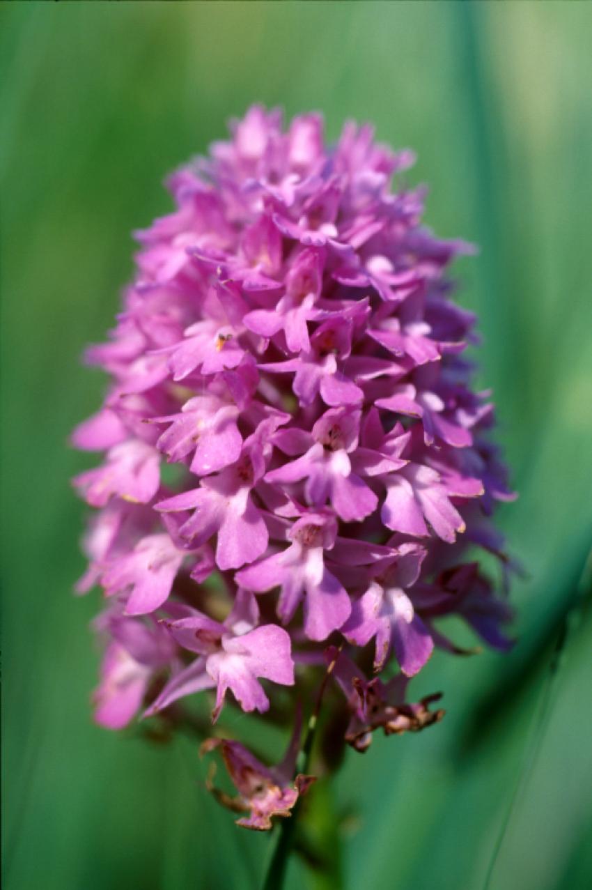 Orchidée Provence