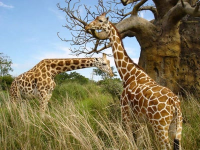 Girafe