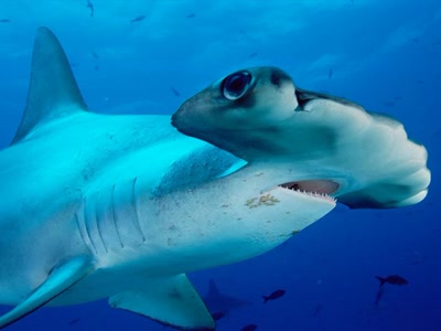 requin marteau