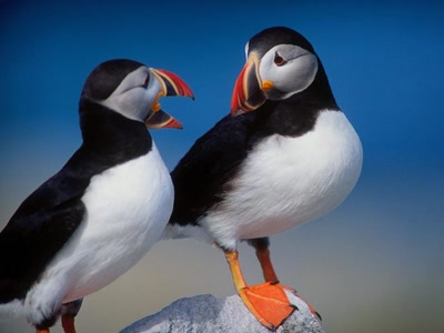 Œuvre de anime: Couple de puffin