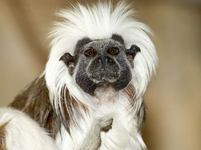 Tamarin - singe