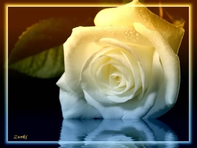 Résultat de recherche: Rose 11408b