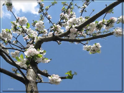 Résultat de recherche: Cerisiers