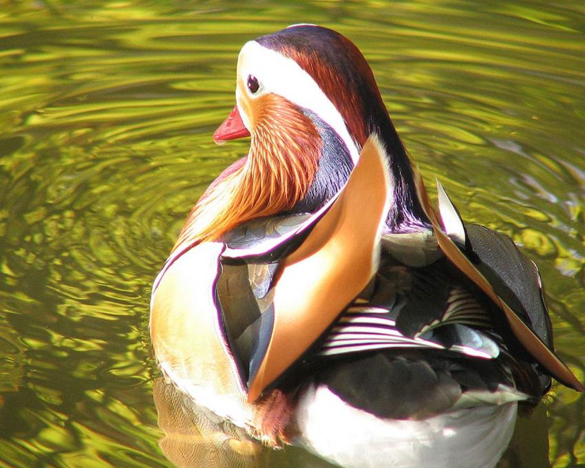 Le canard mandarin