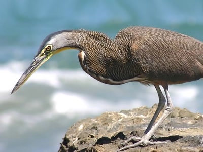 Œuvre de atefjls: Héron tigre